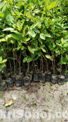 কোরোসল গাছের কলম চারা গাছ